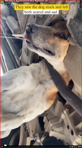 While chasing cat, dog got its head stuck in silencer. #DogChasesCat_part2