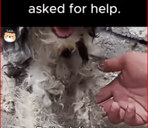 V1111022_He didn run. He asked help. #FYP #AnimalRescue #ViralVideo #tre…_part2