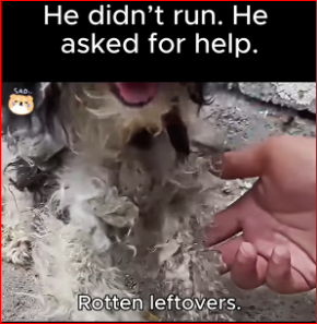 V1111022_He didn run. He asked help. #FYP #AnimalRescue #ViralVideo #tre…_part2
