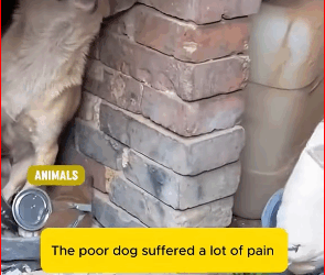 V1111024 The dogs thought he wouldn’t survive this lifetime after meeting us.k part2