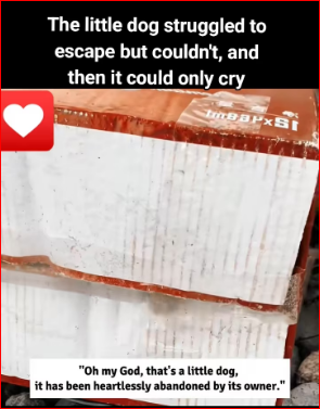 little dog struggled to escape but couldn t, then it could on…_part2