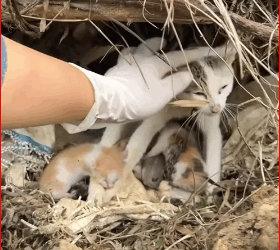 Mother cat four kittens were abandoned#rescue #sharethecare #fory…_part2