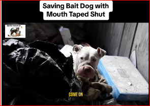 V1011028_Saving Bait Dog Mouth Taped Shut #rescuedog #dog #abandoneddog…_part2