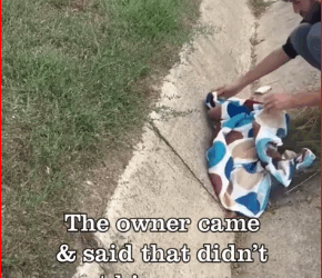 Many people passed by none cared Injured puppy who suffered severe pains in drain_part2