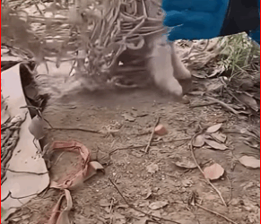 V1111032_Boy trapped three days in open air, starved, rescued#animals_part2