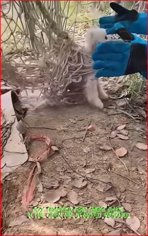 V1111032_Boy trapped three days in open air, starved, rescued#animals_part2