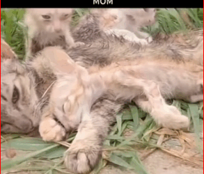 V1211005_Rescue monther cat #rescuecat #petsocute3 #petsocute #rescueanimals_part2