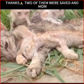 V1211005_Rescue monther cat #rescuecat #petsocute3 #petsocute #rescueanimals_part2
