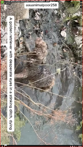V1111029_golden retriever desperate eyes in stinking ditch, dying#ani…_part2