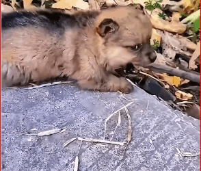 V1211025_two month old puppy was abandoned by roadside. Fortunately, y…_part2