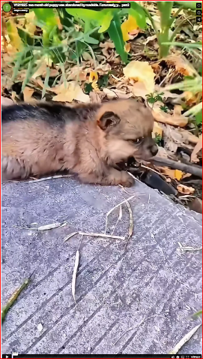 V1211025_two month old puppy was abandoned by roadside. Fortunately, y…_part2