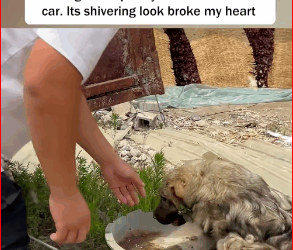 V1211035_Rescue puppy was sold by its owner because it had no use value…_part2