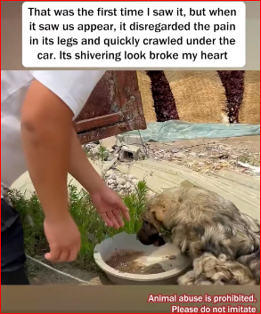 V1211035_Rescue puppy was sold by its owner because it had no use value…_part2