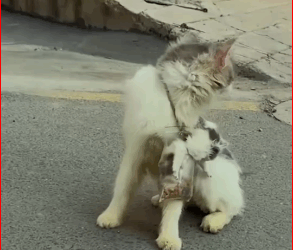 V1311015_Mama Cat Plea Help Saves Her Kitten #cat #dog #funny #catlove…_part2