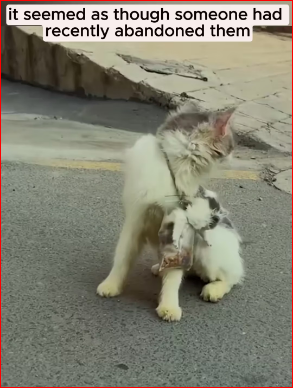 V1311015_Mama Cat Plea Help Saves Her Kitten #cat #dog #funny #catlove…_part2