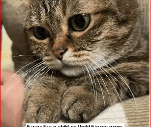 saw cat being bullied by three dogs distance. kitten w…_part2