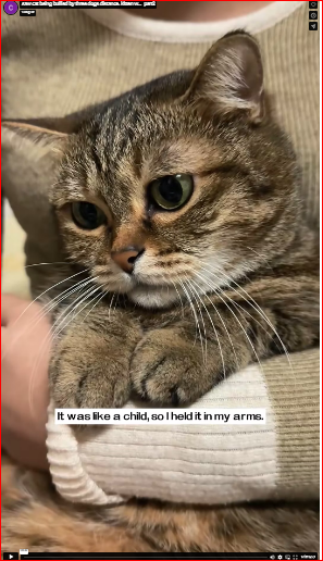 saw cat being bullied by three dogs distance. kitten w…_part2