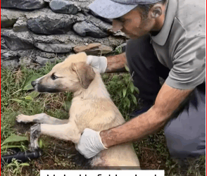 V1111033_We had to fight very hard to save puppy severed legs. Thank Go…_part2