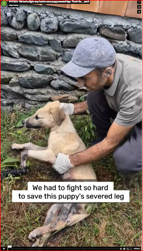 V1111033_We had to fight very hard to save puppy severed legs. Thank Go…_part2