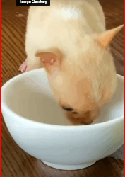 V1211001_parte rescue of small abandoned dog trapped in wall or having_part2