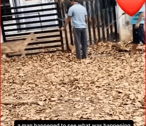 Help little stuck deer #fpy #animals #deer #stuck #saved #rescue #lov…_part2