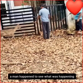 Help little stuck deer #fpy #animals #deer #stuck #saved #rescue #lov…_part2