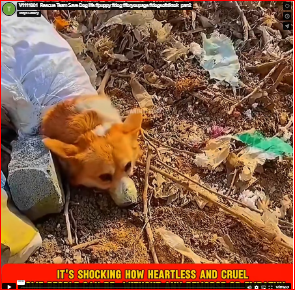 V1111001_Rescue Team Save Dog life #puppy #dog #foryoupage #dogsofttiktok_part2