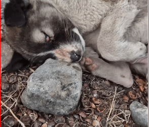 V1111035_poor dog is lying here, head down on rock suffering#anima…_part2