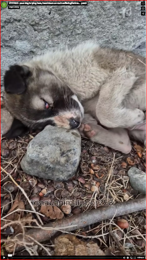 V1111035_poor dog is lying here, head down on rock suffering#anima…_part2
