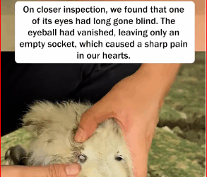 V1211031_When it was young,it could only search food in garbage.Now,it…_part2