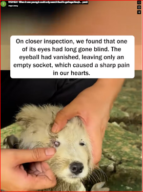 V1211031_When it was young,it could only search food in garbage.Now,it…_part2