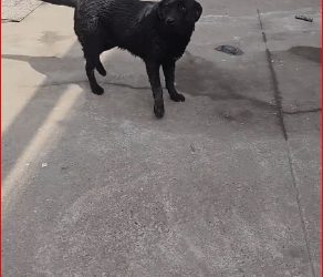 V1011031 The dogs were lifeless until they met us.#pet #xuhuong #fyp #trending #dog #dogsoftiktok #petsoftiktok (2) part2