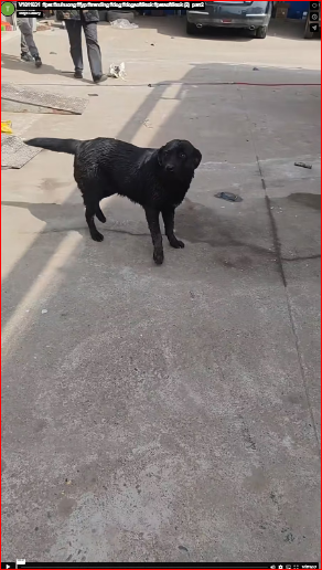 V1011031 The dogs were lifeless until they met us.#pet #xuhuong #fyp #trending #dog #dogsoftiktok #petsoftiktok (2) part2