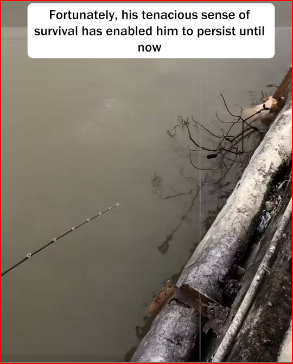 V1211037_Damn it!Which bad guy tied bunch of things to poor little dog_part2