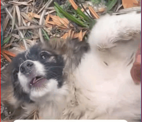 V1011015_Poor Stray Dog Its Mouth Tied #dog #rescuedog #animalrescue #ado…_part2