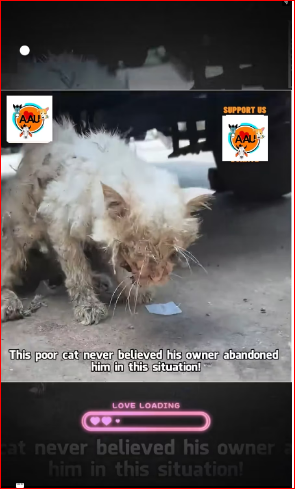 V1111038_poor cat never believed his owner abandoned him in situatio…_part2