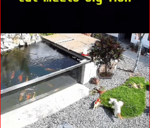 animal#cat#catvideos#fish_part2