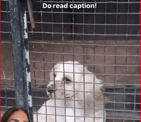 V1111030_sweet Lhasa Dog, Some People on bike just left him on stree…_part2