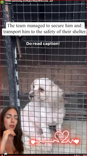 V1111030_sweet Lhasa Dog, Some People on bike just left him on stree…_part2