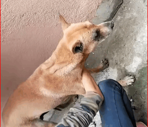 V1011029_Rescue dog bone stuck in its mouth. #rescuedog #dog #abandon…_part2