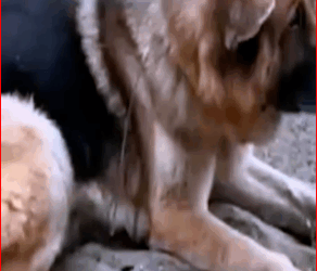 V1111003_HEARTBREAKING #abandoned #dog was found zip tied in #malibu #anima…_part2