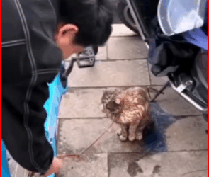 V1311016_Poor Cat treated like Toy #rescue #animals #dog #cat #puppy #funny_part2