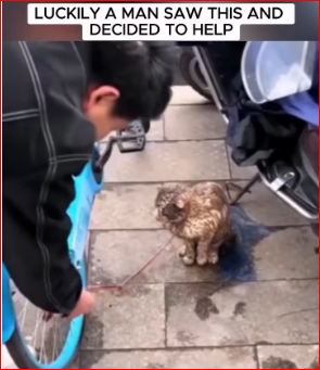 V1311016_Poor Cat treated like Toy #rescue #animals #dog #cat #puppy #funny_part2