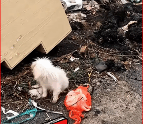 V1211039_girl rescue family dog on road_part2