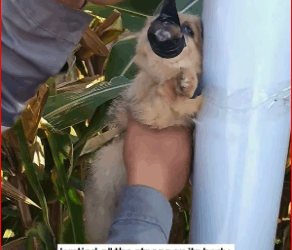 V1111009_saw little dog tied to an iron pole. Its limbs mouth were tie…_part2