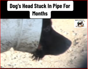 V1211006_Dog Head Stuck In Pipe Months. #rescuedog #dog #abandoneddog #p…_part2