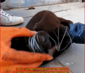 V1111002_Rescue team Save Puppy Life #puppy #foryou #for #doglover #dogsoft…_part2