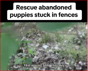 V1211010_Rescue abandoned puppies stuck in fences. #rescuedog #dog #abandonedd…_part2