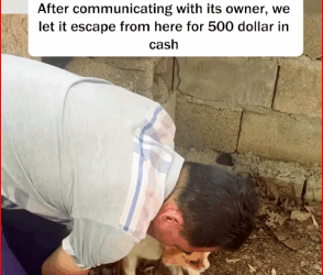 V1211034_He was very scared.He didn know what he had done wrong.#puppy #dog_part2