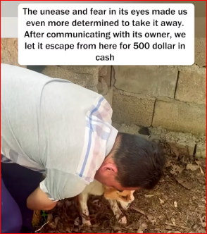 V1211034_He was very scared.He didn know what he had done wrong.#puppy #dog_part2